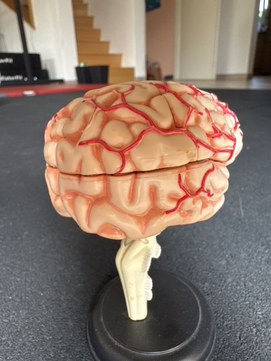 Modellbausätze & Standmodelle: Modèle cerveau anatomique pour démonstration, pièce manquant – Gebraucht aus Pâquier-Montbarry von ada_w658 3