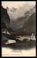 AK Engelberg, Bergbauernhof, Kuh