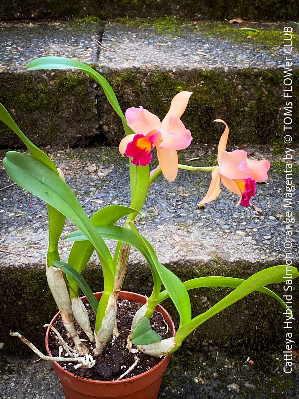 Piante & sementi: Cattleya Orchidee mit Lachsorange-Magenta Blüten – Nuovo e nell'imballaggio originale da Adliswil venduto da astom369 4
