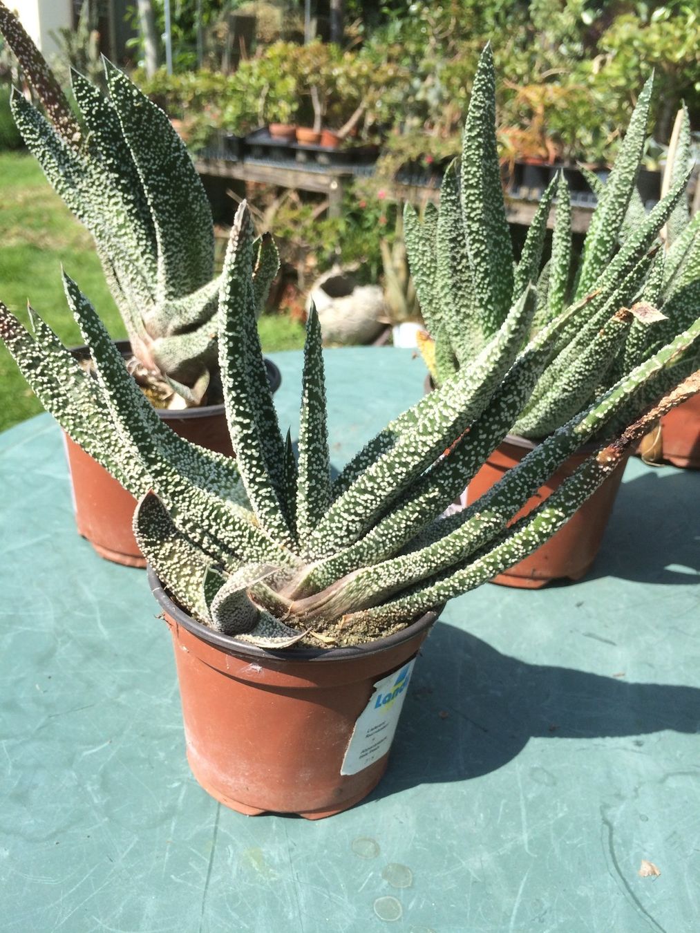 Piante & sementi: Aloe humelis – Nuovo (secondo la descrizione) da Vinelz venduto da Wellensittich55 2