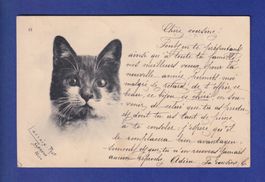 CHAT - Portrait - Oblitération linéaire FLEURIER