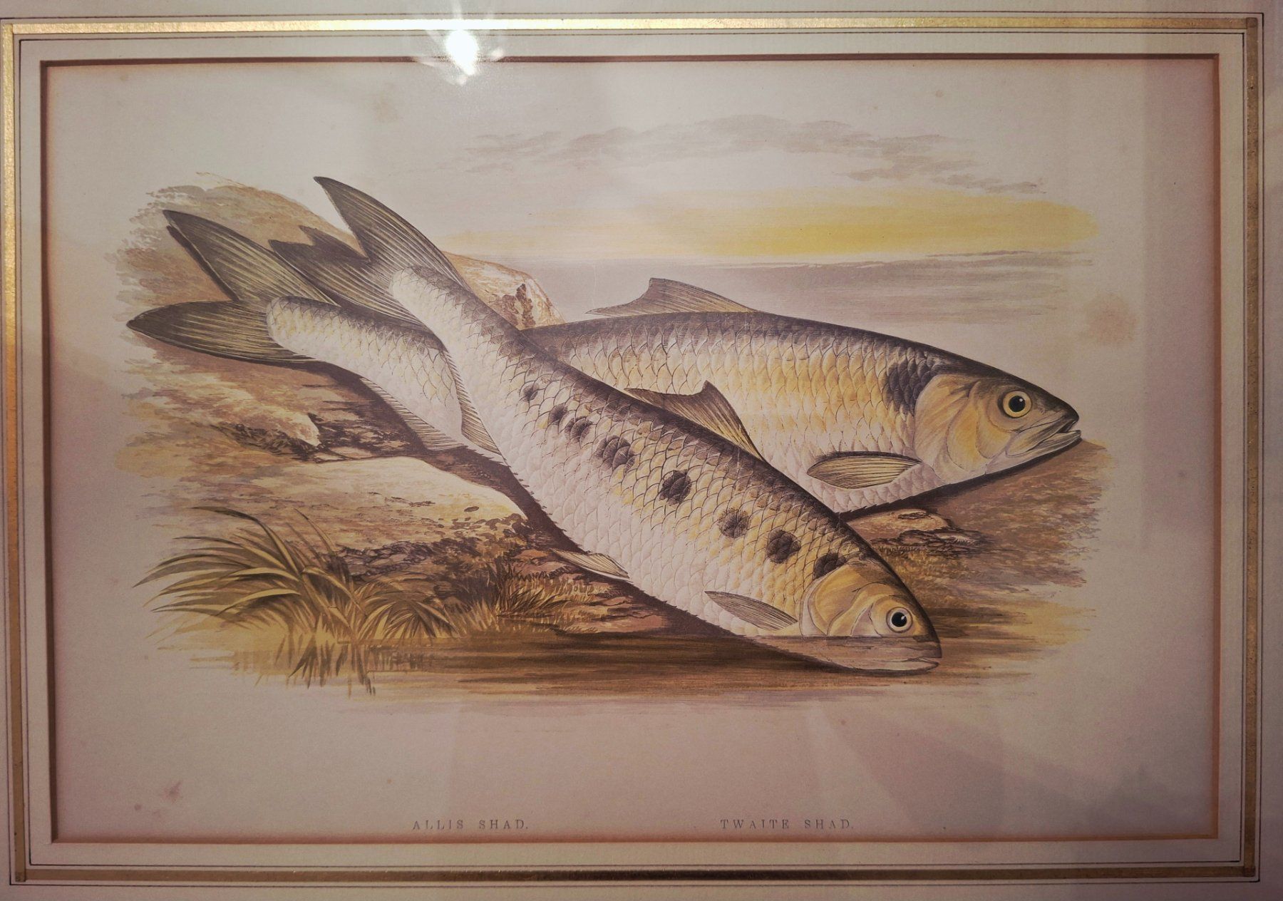 Grafica & Litografie: Lithographie ALLIS SHAD & TWAITE SHAD – Usato da Weiningen ZH venduto da nic_5lqm 1