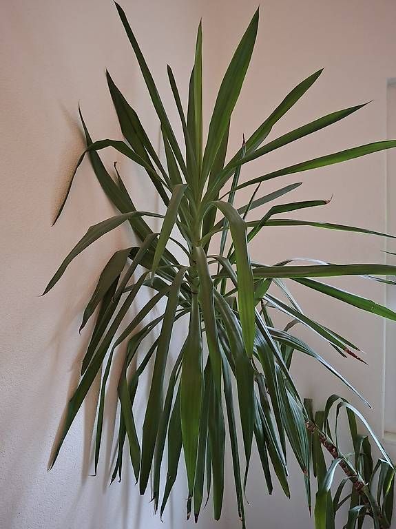 Piante & sementi: Yucca-Pflanzen im Tontopf – Usato da Altnau venduto da Brumm 4