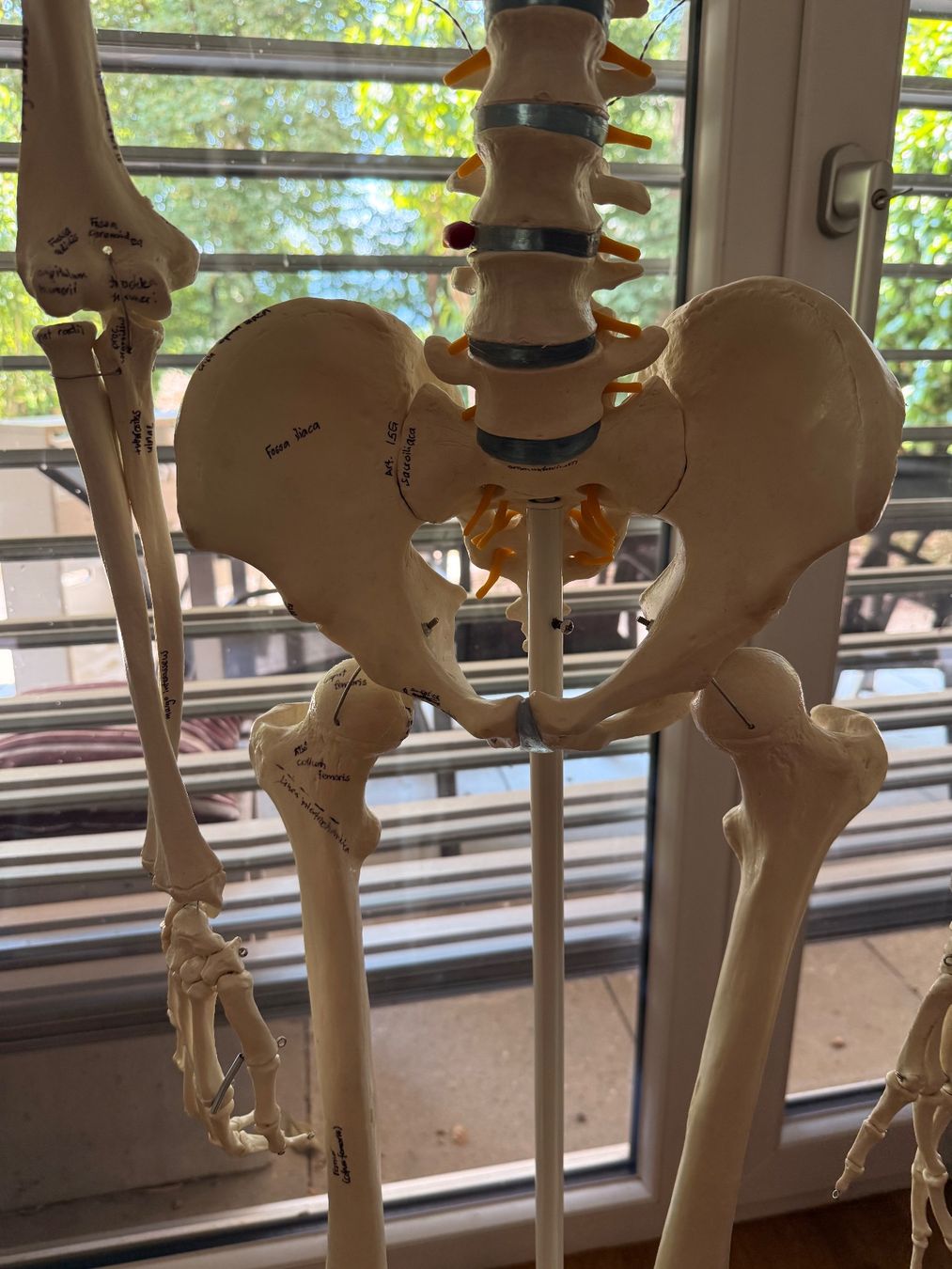 Figurines: Anatomie Skelett - Lebensgross – D'occasion à Anglikon par _stxphxnixbxll 2
