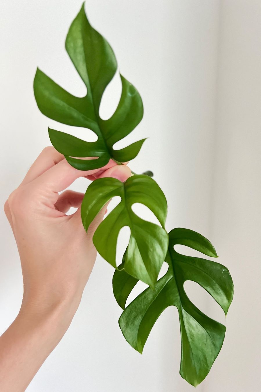 Pflanzen & Samen: Monstera minima Kopfsteckling😍 – Gebraucht aus Glattpark(Opfikon) von ste_n99y
