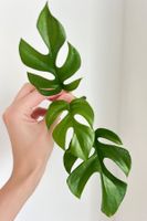 Monstera minima Kopfsteckling😍