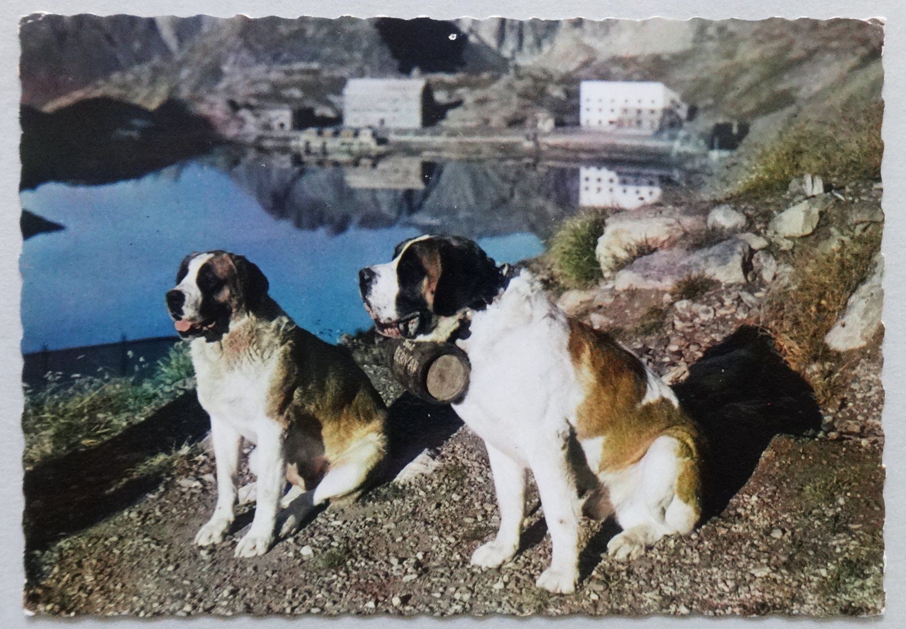 Cartoline postali: Col du Gd. St-Bernard, Chiens de l' Hospice – Difettoso da Fétigny venduto da Billy2miny