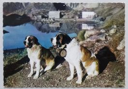 Col du Gd. St-Bernard, Chiens de l' Hospice