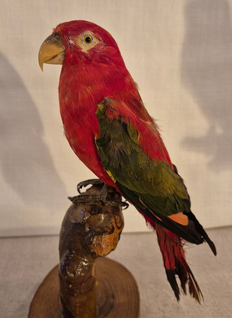 Il mondo degli animali: 3 präparierte Papageien – Usato da Luzern venduto da Louis-XVI 2