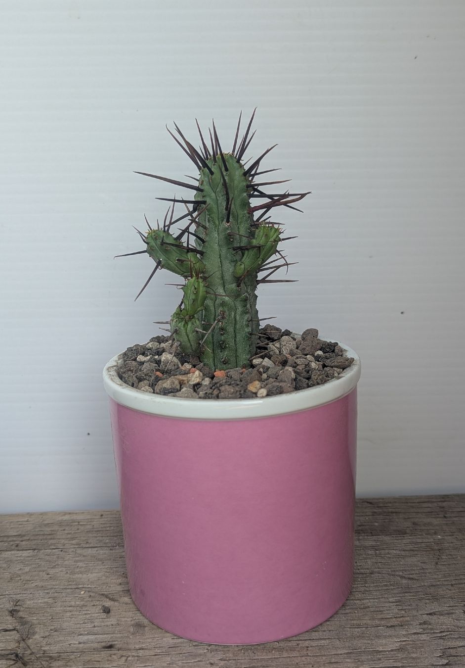 Piante & sementi: Euphorbia enopla  – Usato da Comano venduto da che_8lc2