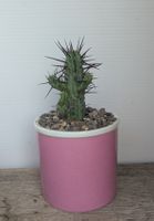 Euphorbia enopla 
