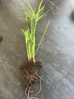 🌱 Jeunes plants de papyrus pour votre jardin !