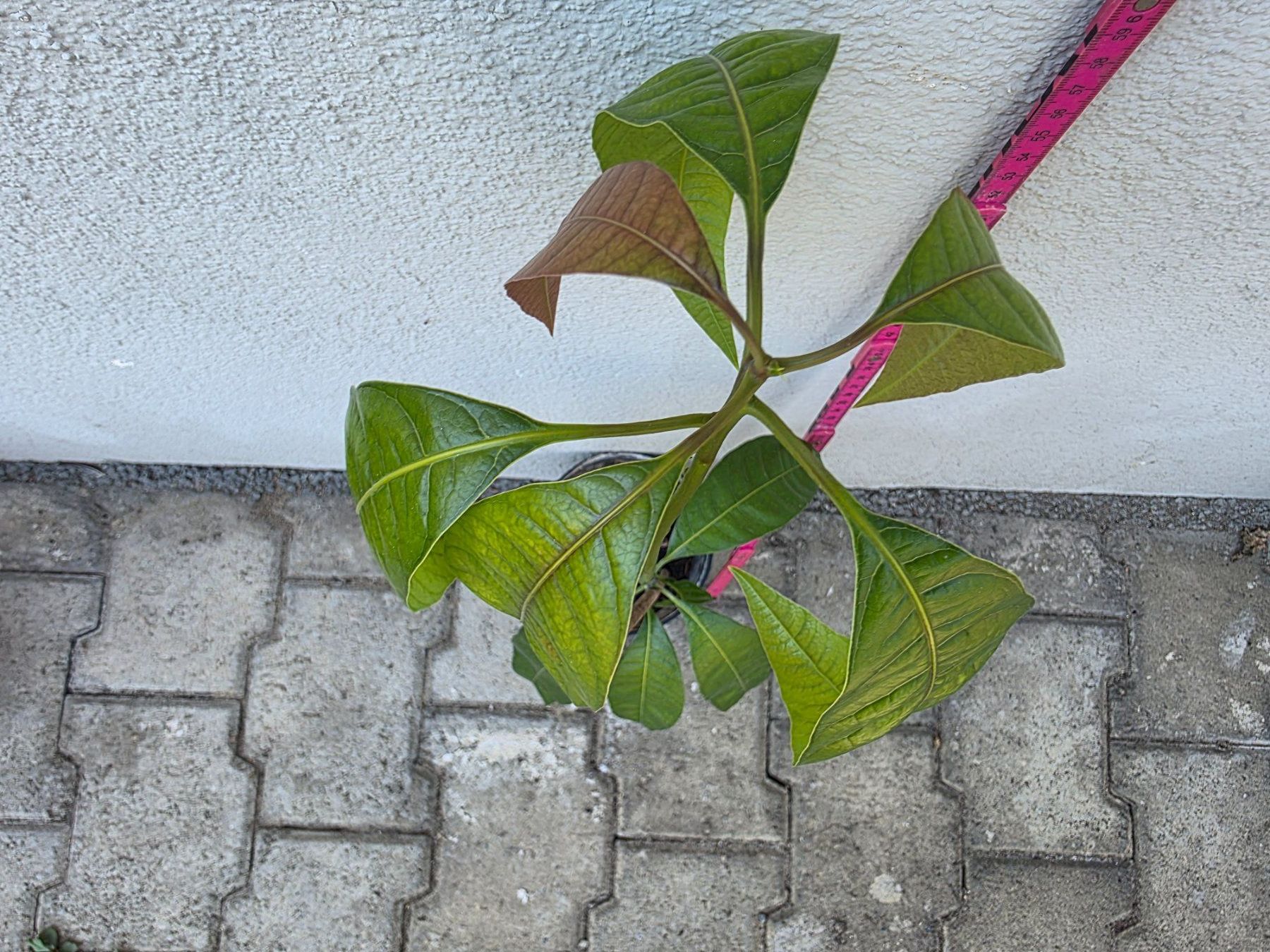 Piante & sementi: Mango Baum Sämling – Nuovo (secondo la descrizione) da Thalheim venduto da silvara01 3