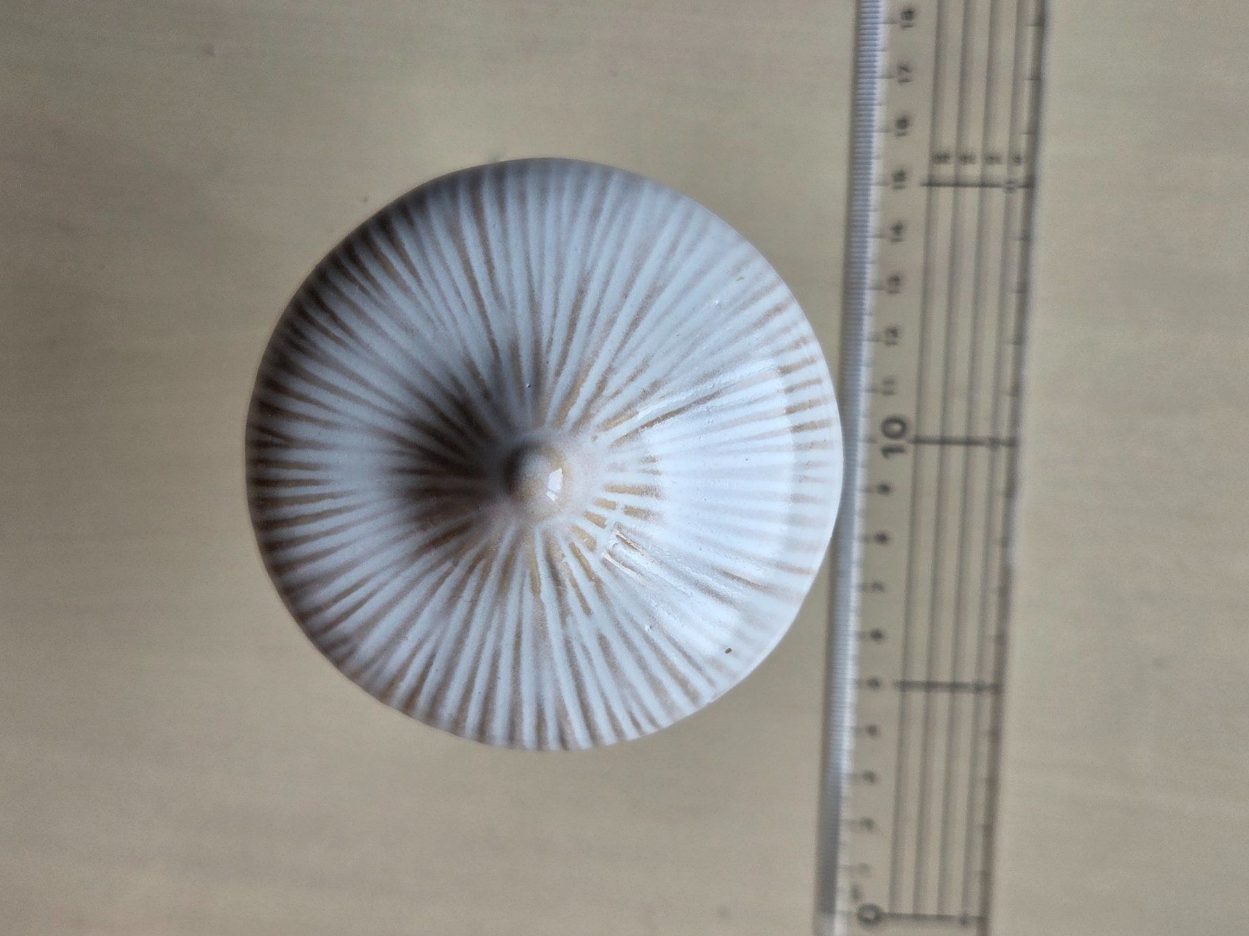 Tutte le decorazioni: Pilz, beige, weiss, Keramik Dekoration – Usato da Liestal venduto da ITOlio 1