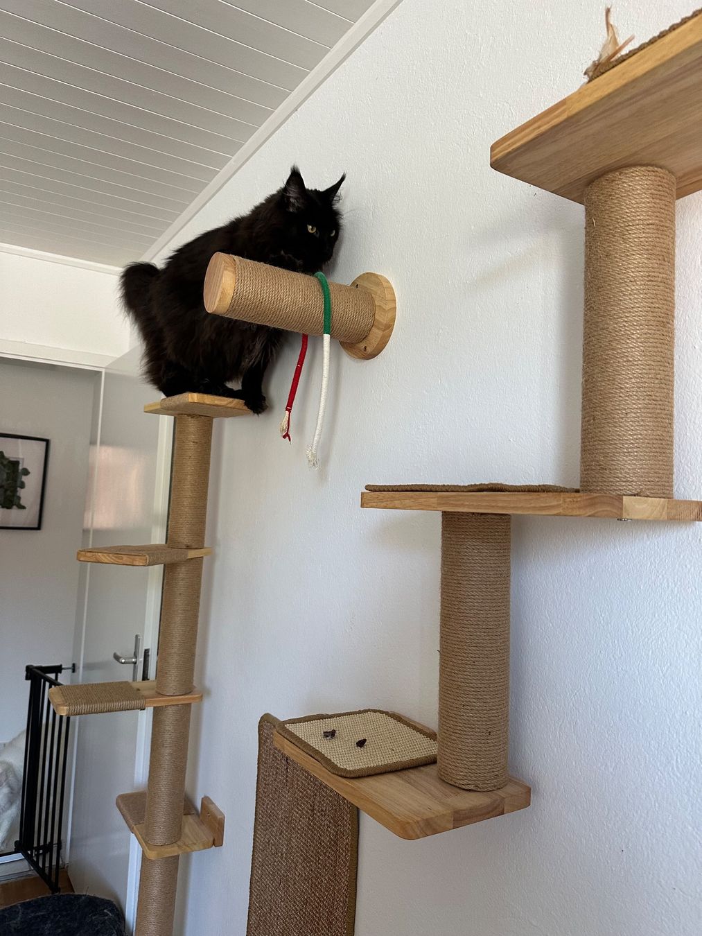 Tiragraffi: Katzenwand FUKUMARU – Usato da Müntschemier venduto da Dodo4506 6