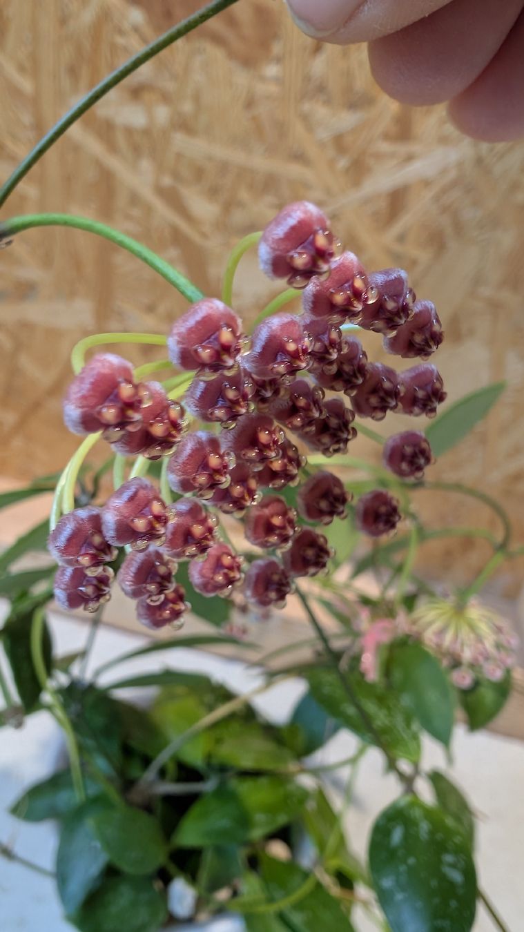 Plantes & graines: Hoya Pubicalyx – D'occasion à Untervaz par Lyraia 2