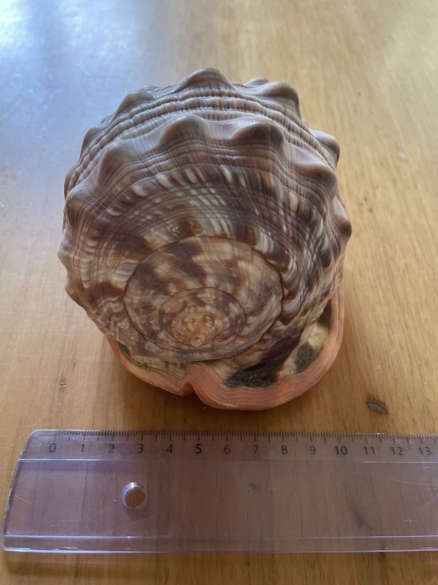Fossili: Schnecke (Muschel) Cassis rufa – Usato da Basel venduto da Konix 3