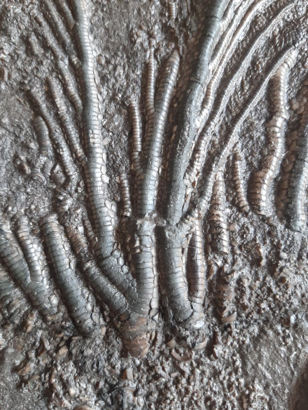 Fossilien: fossilie Seelilie Deutschland – Gebraucht aus Rickenbach BL von Oktober68 6