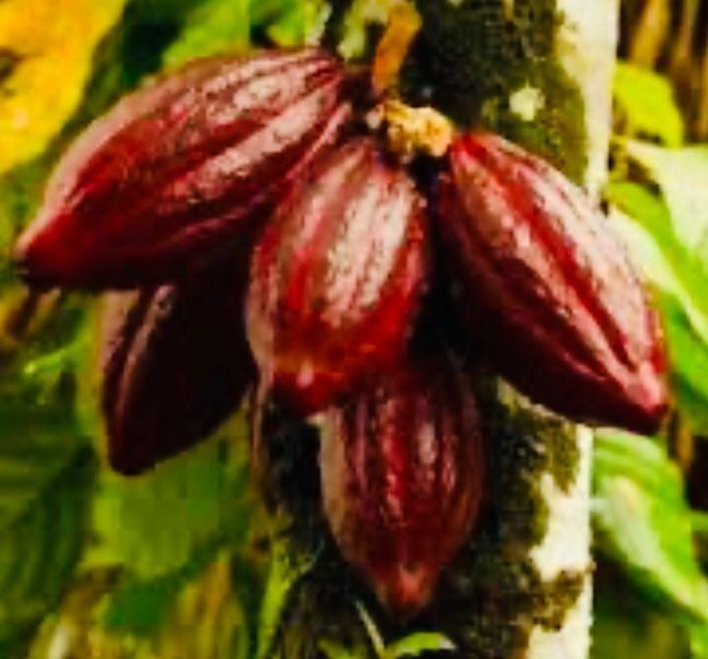 Piante & sementi: Ab 5.- fr THEOBROMA CACAO 2 Echte Kakaobohnen – Nuovo e nell'imballaggio originale da Rovio venduto da POSITIFFARTandPLANTS 2