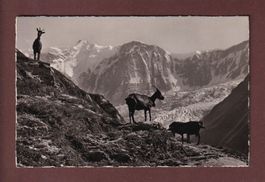 Grindelwald - Am Weg nach BÄREGG - Fiescherwand - Ziege