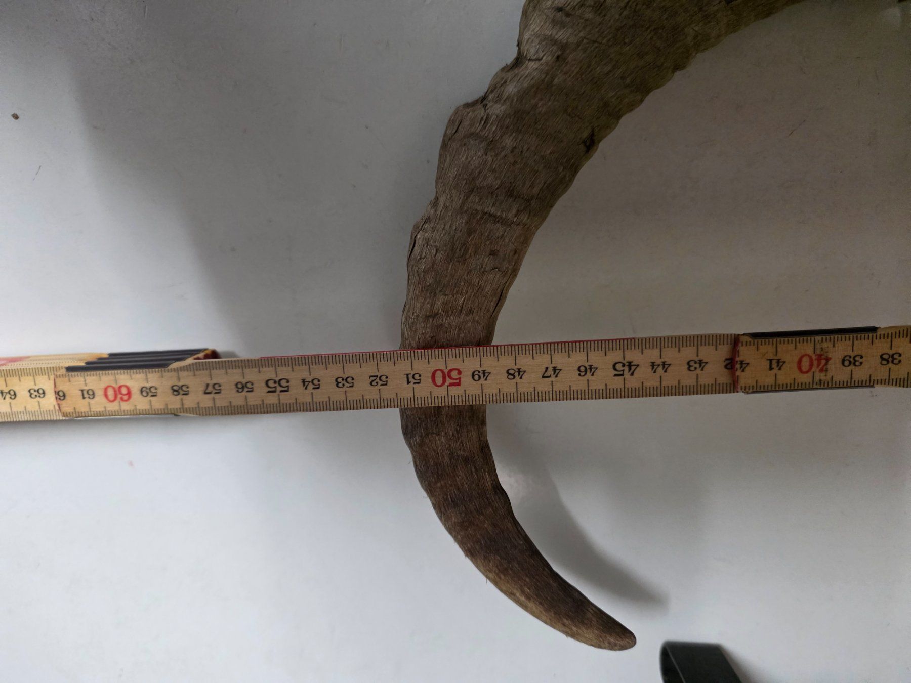 Il mondo degli animali: Steinbock Horn Dekoration – Usato da Dorf venduto da Echo_Elements 6