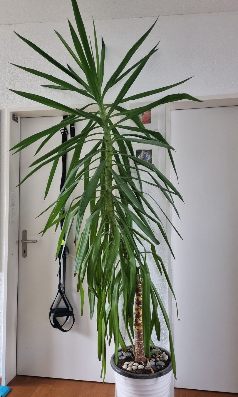 Grosse Yucca Palme Zimmerpflanze ca. 2m hoch inkl. Topf  (Gebraucht) in  Rudolfstetten fr CHF 46  nur Abholung auf Ricardo kaufen
