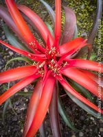 Tillandsia Capitata Hermosa - feurige Luftpflanze
