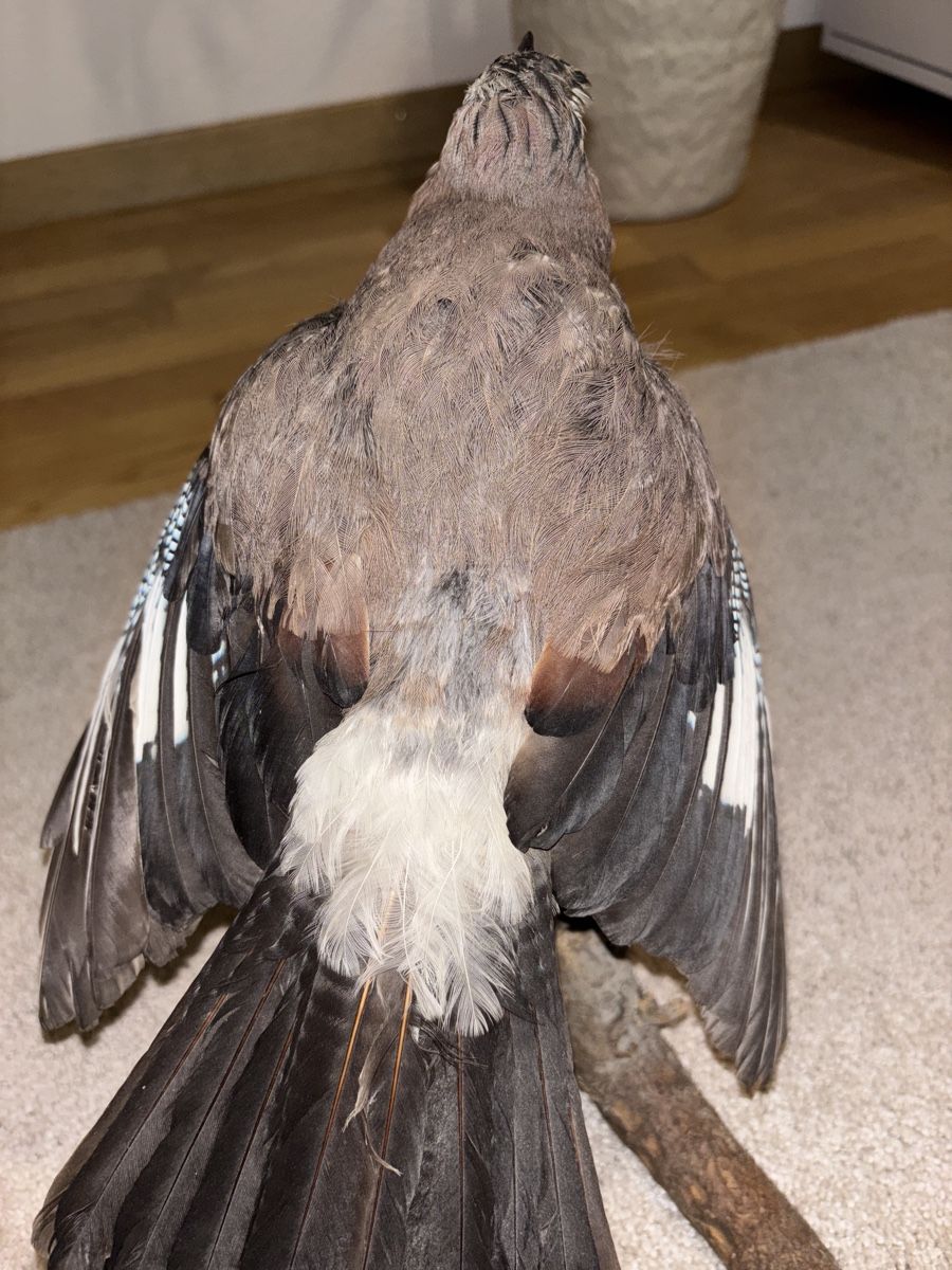 Welt der Tiere: Eichelhäher Präperat – Gebraucht aus Zürich von Naniiin 2