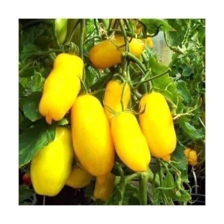 Piante & sementi: TOMATE BANANA LEG ! 10g – Nuovo (secondo la descrizione) da Bremblens venduto da FIBONACCI369