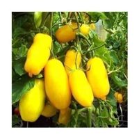 TOMATE BANANA LEG ! 10g