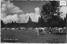 Au Paturage du NE Jura - Kühe vaches cow