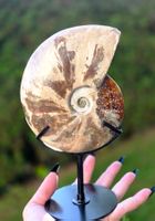 ✨ Ammonit auf Standfuß ✨🐚770g