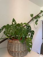 Monstera adansonii – gesunde, kräftige Pflanze
