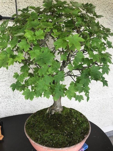 alter Bonsai Ahorn (60 jhrig) (Gebraucht) in Egliswil fr CHF 890  nur  Abholung auf Ricardo kaufen