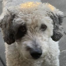 Profile image of bernus67