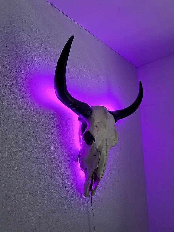 Monde des animaux: Tierschädel mit LED - Rinderschädel – D'occasion à Rothrist par yol_sp9c 2