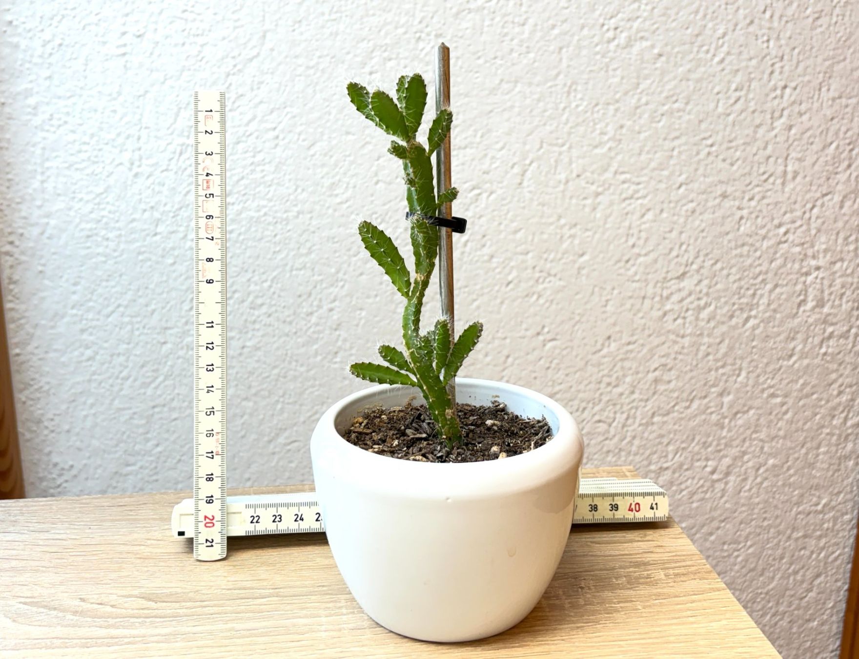 Piante & sementi: Drachenfrucht-Pflanzen, (rotfleischige Drachenfrucht) – Usato da Boll venduto da NRie