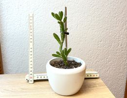 Drachenfrucht-Pflanzen, (rotfleischige Drachenfrucht)