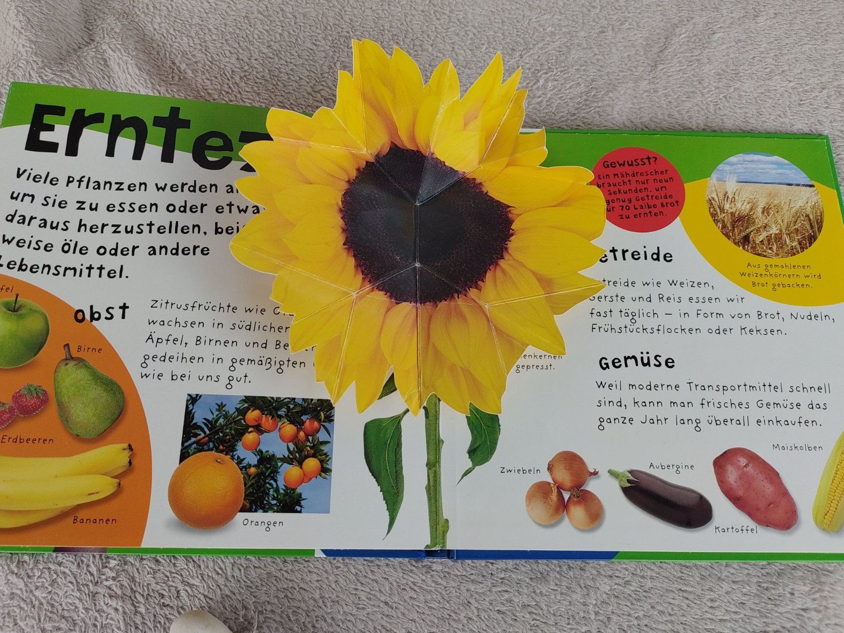 Libri: Pop-Up Wissen Bauernhof – Usato da Strengelbach venduto da Phorensic_30 2