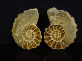 Versteinerter Fisch Fossil AMMONIT CEONICERAS MADAGASKAR