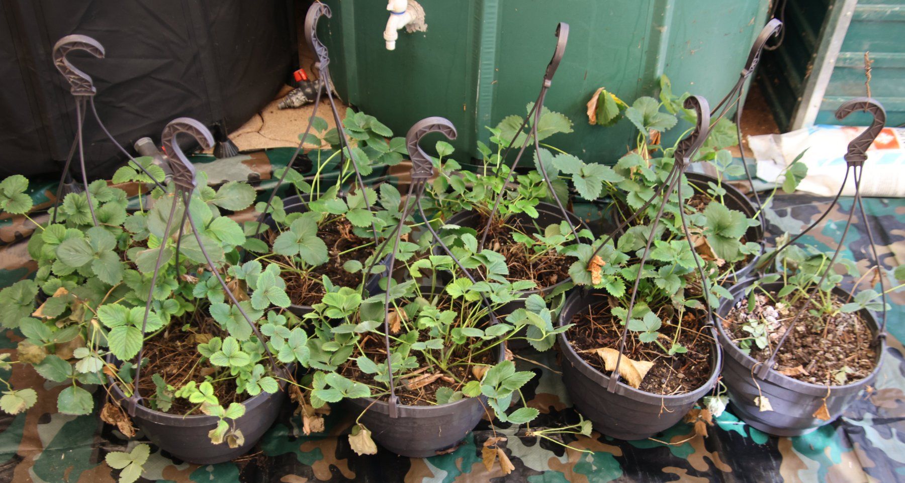 Pflanzen & Samen: 8x Hängetöpfe mit Erdbeeren – Gebraucht aus Diegten von dolphin04