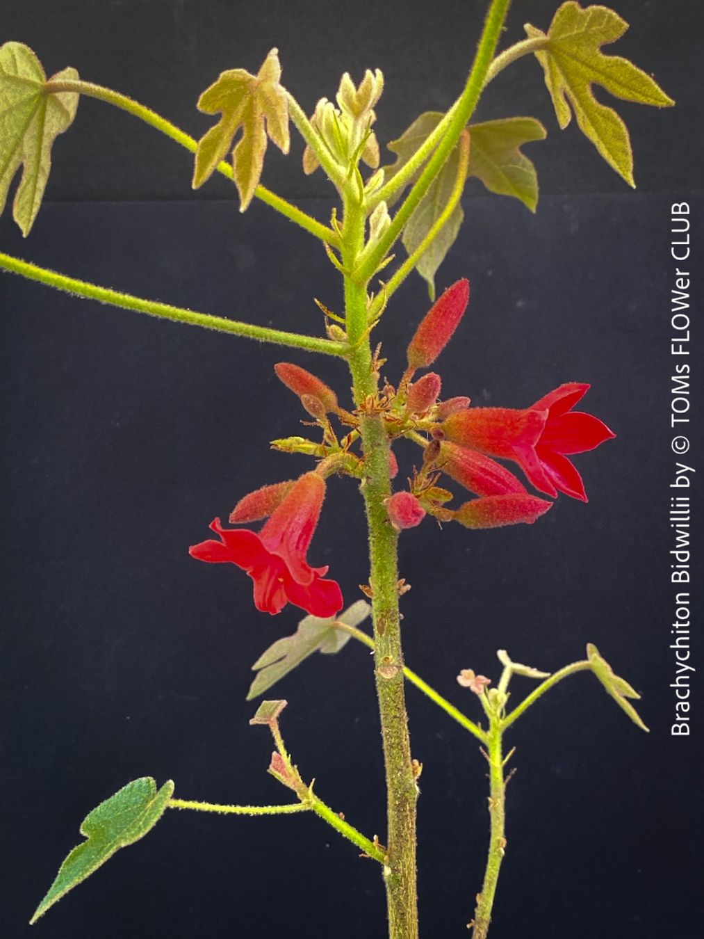 Piante & sementi: Brachychiton Bidwillii - australischer Flaschenbaum – Nuovo e nell'imballaggio originale da Adliswil venduto da astom369 7