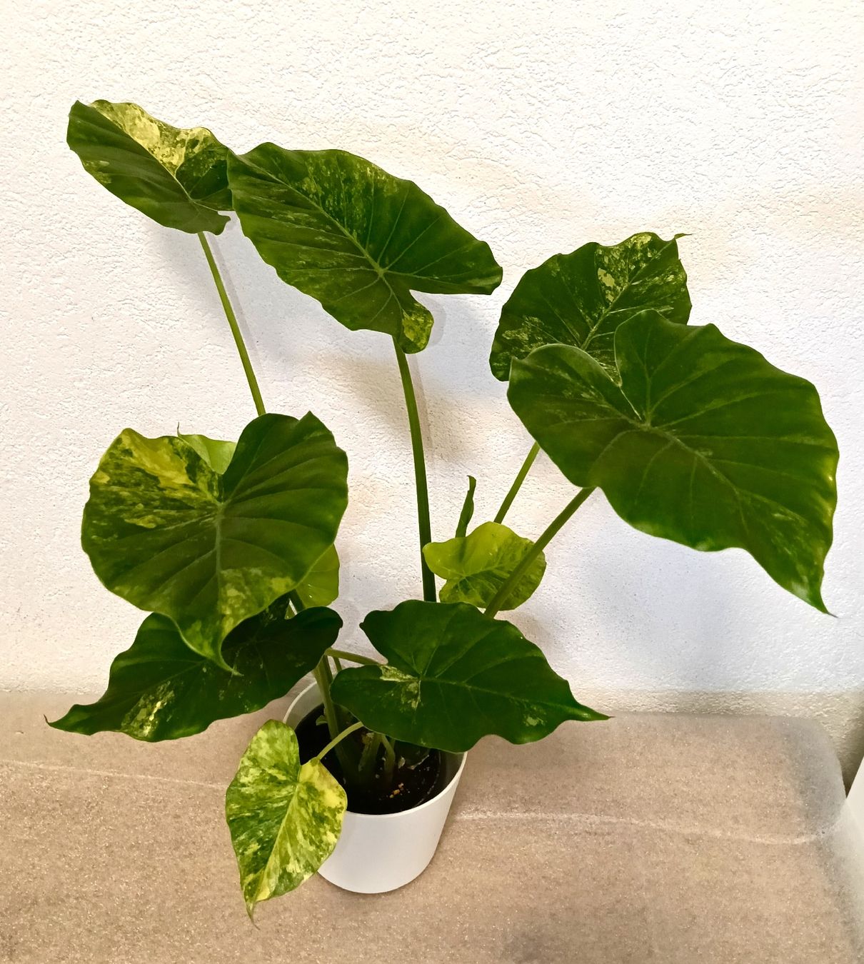 Piante & sementi: Alocasia Macrorrhiza Variegata Aurea – Nuovo (secondo la descrizione) da schöftland venduto da UniquePlants