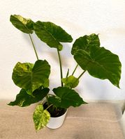 Alocasia Macrorrhiza Variegata Aurea