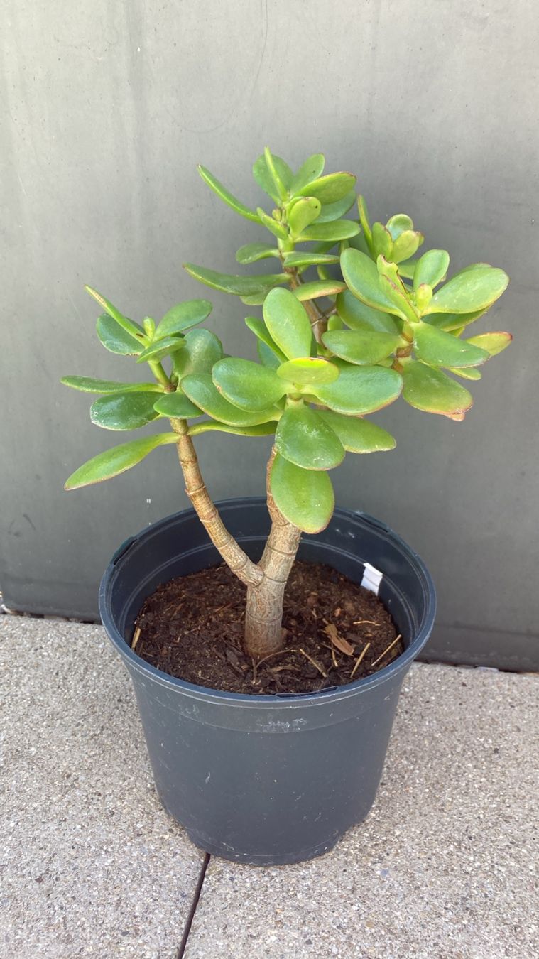 Pflanzen & Samen: Crassula / Geldbaum – Neu (gemäss Beschreibung) aus Zollikofen von gamel01