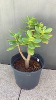 Crassula / Geldbaum