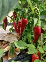 Samen Paprika Edelsüss 10Stk 2024