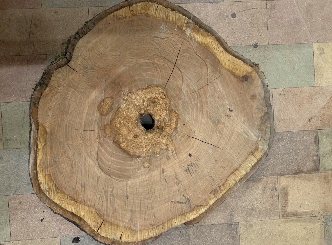 Articoli in legno: Massive Kirschbaumscheibe – trocken & einzigartig – Usato da Breitenbach venduto da kaufmann-j 1
