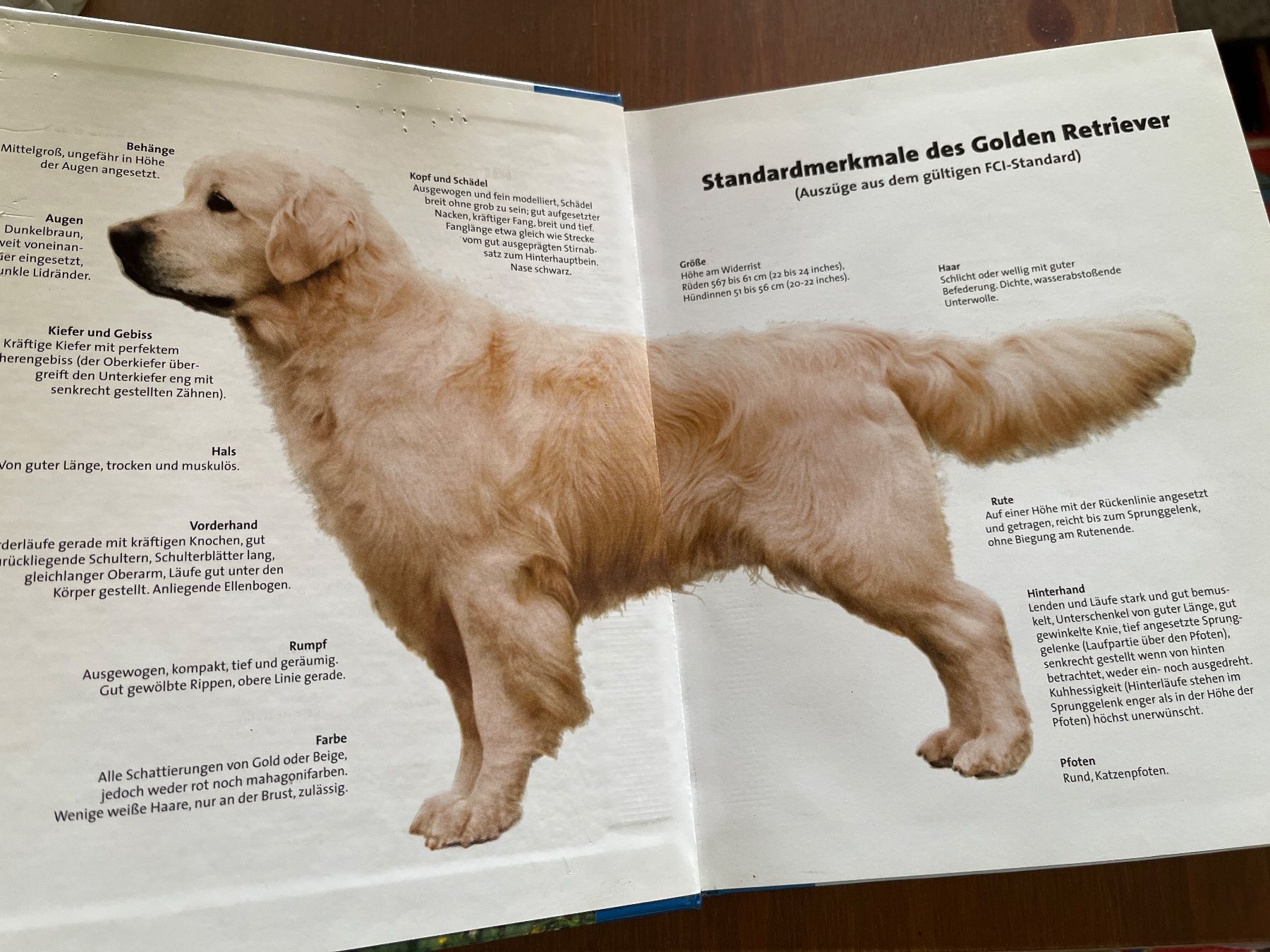 Libri: Golden Retriever – Usato da Ettingen venduto da bri_6bhw 2