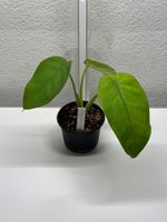 Syngonium Chiapense Ableger vergrünt
